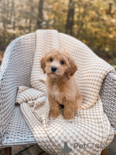 Photo №3. Meet Oliver the clever little explorer with a heart of gold! Always ready for. Germany