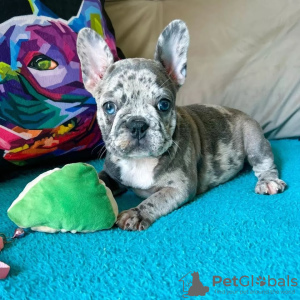 Photo №2 to announcement № 82125 for the sale of french bulldog - buy in Italy 