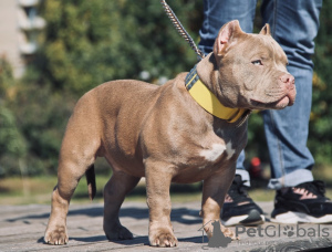 Photo №2 to announcement № 10861 for the sale of american bully - buy in Russian Federation breeder