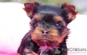 Photo №1. chihuahua, yorkshire terrier - for sale in the city of Berlin | 300$ | Announcement № 97259