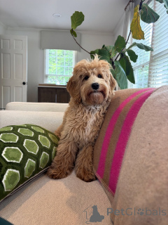 Photo №2 to announcement № 159637 for the sale of labradoodle - buy in Italy private announcement