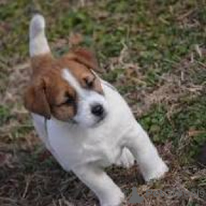 Photo №2 to announcement № 165710 for the sale of jack russell terrier - buy in United Kingdom private announcement, breeder