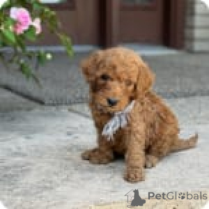 Photo №2 to announcement № 147535 for the sale of poodle (royal) - buy in United States private announcement