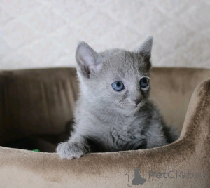 Photo №2 to announcement № 161956 for the sale of russian blue - buy in Finland private announcement