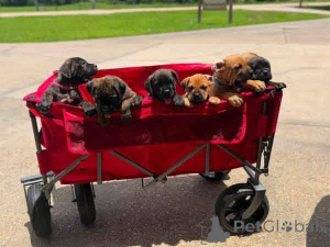Photo №2 to announcement № 173398 for the sale of cane corso - buy in Denmark private announcement, breeder