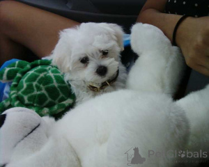 Photo №3. Pure White Maltese Ready for New Home. Australia