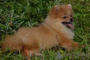 Photo №1. pomeranian - for sale in the city of St. Petersburg | 325$ | Announcement № 62844