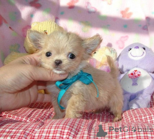 Photo №4. I will sell chihuahua in the city of Dayton.  - price - negotiated