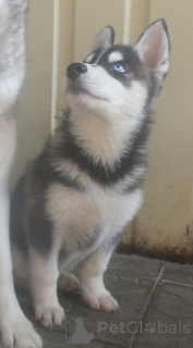 Photo №1. siberian husky - for sale in the city of Voronezh | 675$ | Announcement № 11612