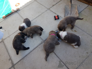 Photo №3. Caucasian shepherd puppies. Sweden