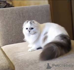 Photo №1. scottish fold - for sale in the city of Arkhangelsk | 270$ | Announcement № 15445