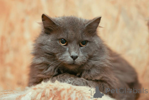 Photo №1.  - for sale in the city of Khimki | Is free | Announcement № 165036