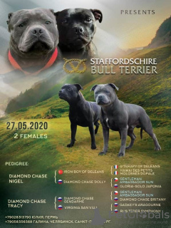 Photo №1. staffordshire bull terrier - for sale in the city of St. Petersburg | 695$ | Announcement № 7243