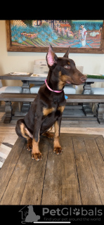 Photo №2 to announcement № 98612 for the sale of dobermann - buy in United States private announcement, breeder