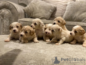 Photo №3. Maltipoo puppies now available. Germany