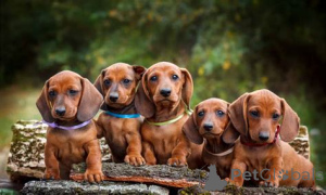 Photo №3. Dachshund puppies stunning in Billericay. United Kingdom