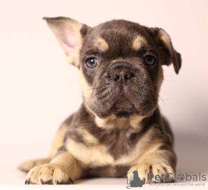 Photo №3. Lovely French bulldog puppies. Russian Federation
