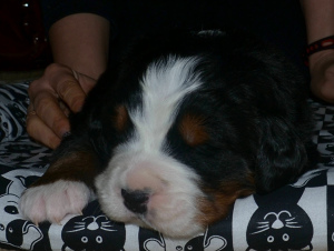 Photo №4. I will sell bernese mountain dog in the city of Surgut. breeder - price - 805$