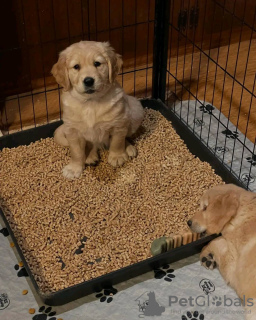 Photo №2 to announcement № 131370 for the sale of golden retriever - buy in Austria private announcement