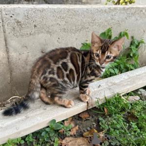 Photo №4. I will sell bengal cat in the city of Daugavpils. private announcement, from nursery, breeder - price - negotiated