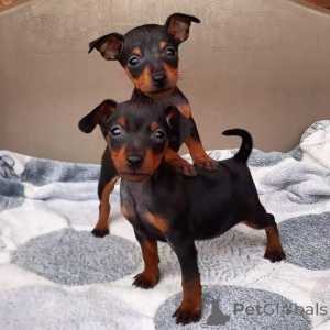 Photo №1. dobermann - for sale in the city of Berchtesgaden | 424$ | Announcement № 135625