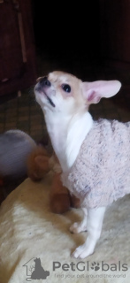 Photo №3. Baby girl Lilu KSU.. Ukraine