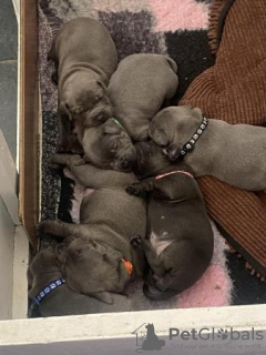 Photo №3. Beautiful kc reg Staffordshire bull terrier puppies (staffy). Germany