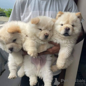 Photo №1. chow chow - for sale in the city of Berlin | 400$ | Announcement № 56597