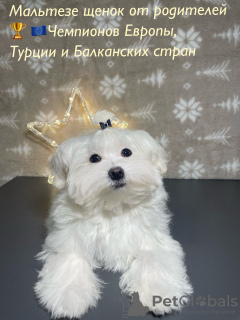 Photo №1. maltese dog - for sale in the city of Kishinev | negotiated | Announcement № 87218