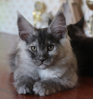 Photo №1. maine coon - for sale in the city of Evpatoria | 324$ | Announcement № 2531