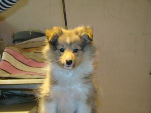 Photo №1. shetland sheepdog - for sale in the city of Москва | negotiated | Announcement № 2448