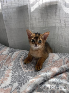 Photo №1. abyssinian cat - for sale in the city of Ascona | 516$ | Announcement № 172053