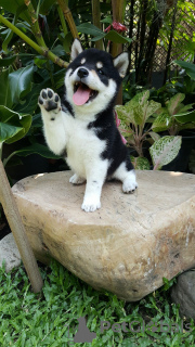 Photo №1. siberian husky - for sale in the city of Ивердон-ле-Бен | 188$ | Announcement № 129251