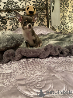 Photo №1. chihuahua - for sale in the city of Nottingham | 364$ | Announcement № 18143