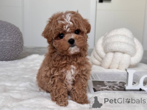 Photo №2 to announcement № 145973 for the sale of maltipu - buy in Australia breeder