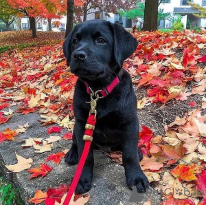 Photo №3. Labradole retriver puppies male and female available. United Kingdom