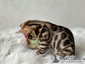 Photo №4. I will sell bengal cat in the city of New Orleans. breeder - price - 300$