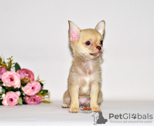 Photo №3. Lovely brown hair with a chocolate nose. Chihuahua boy.. Russian Federation