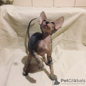 Photo №1. peterbald - for sale in the city of St. Petersburg | negotiated | Announcement № 9944