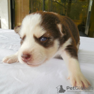 Photo №2 to announcement № 51341 for the sale of siberian husky - buy in Ireland private announcement