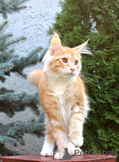 Photo №1. maine coon - for sale in the city of Sumy | 800$ | Announcement № 13973