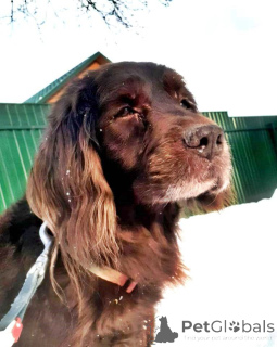 Photo №3. Spaniel phenotype Marcel is looking for a home.. Russian Federation