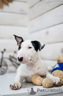 Photo №1. bull terrier - for sale in the city of Несвиж | 900$ | Announcement № 80044