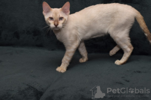 Photo №1. bengal cat - for sale in the city of Minsk | 324$ | Announcement № 9601