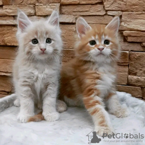 Photo №1. maine coon - for sale in the city of Кьяссо | 423$ | Announcement № 117255