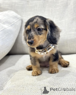 Photo №2 to announcement № 156463 for the sale of dachshund - buy in Netherlands breeder