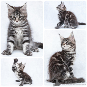 Photo №2 to announcement № 7587 for the sale of maine coon - buy in Uzbekistan from nursery, breeder