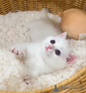 Photo №1. british shorthair - for sale in the city of Ensuede | negotiated | Announcement № 176447