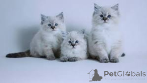 Photo №2 to announcement № 162066 for the sale of ragdoll - buy in Finland private announcement, breeder