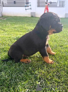 Photo №3. Rottweiler puppies. Serbia